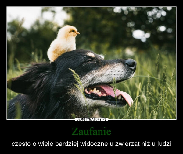 
    Zaufanie