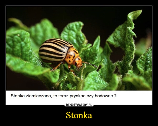 
    Stonka