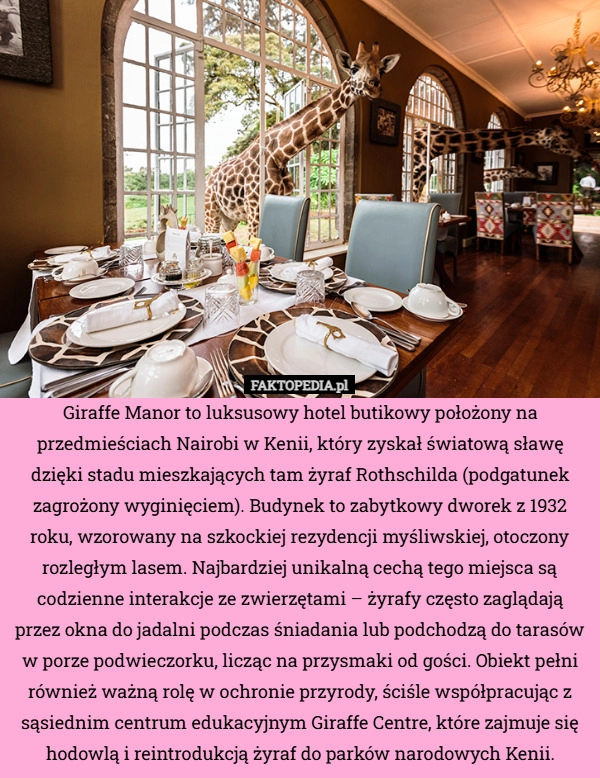 
    Giraffe Manor to luksusowy hotel butikowy położony na przedmieściach Nairobi