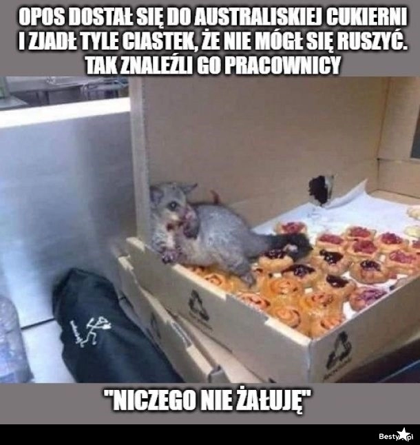 
    Opos łakomczuch 