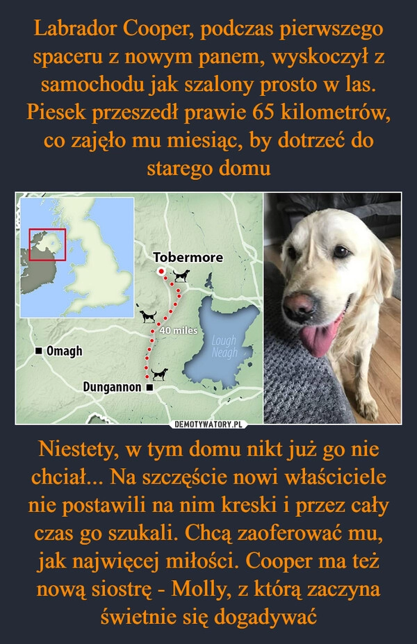 
    Labrador Cooper, podczas pierwszego spaceru z nowym panem, wyskoczył z samochodu jak szalony prosto w las. Piesek przeszedł prawie 65 kilometrów, co zajęło mu miesiąc, by dotrzeć do starego domu Niestety, w tym domu nikt już go nie chciał... Na szczęście nowi właściciele nie postawili na nim kreski i przez cały czas go szukali. Chcą zaoferować mu, jak najwięcej miłości. Cooper ma też nową siostrę - Molly, z którą zaczyna świetnie się dogadywać