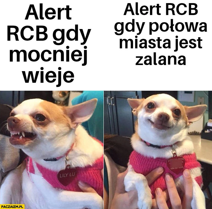 
    Alert RCB gdy mocniej wieje vs gdy połowa miasta jest zalana pies piesek