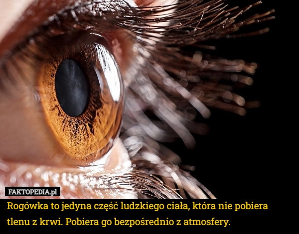 
    Rogówka to jedyna część ludzkiego ciała, która nie pobiera tlenu z krwi.
