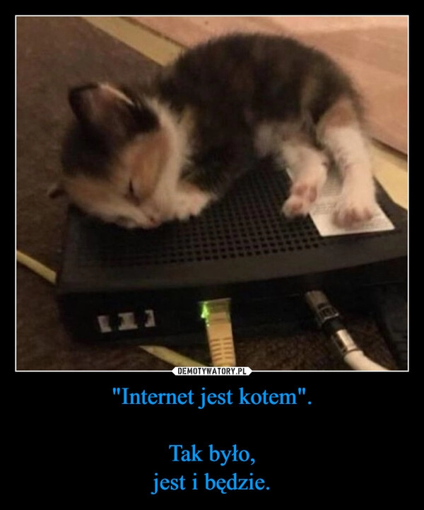 
    "Internet jest kotem".

Tak było,
jest i będzie.