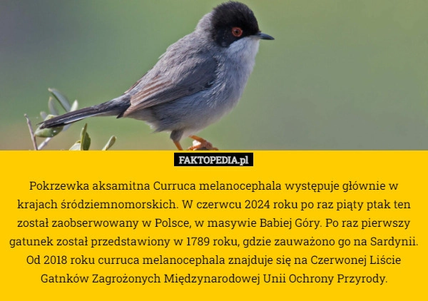 
    Pokrzewka aksamitna Curruca melanocephala występuje głównie w krajach śródziemnomorskich.