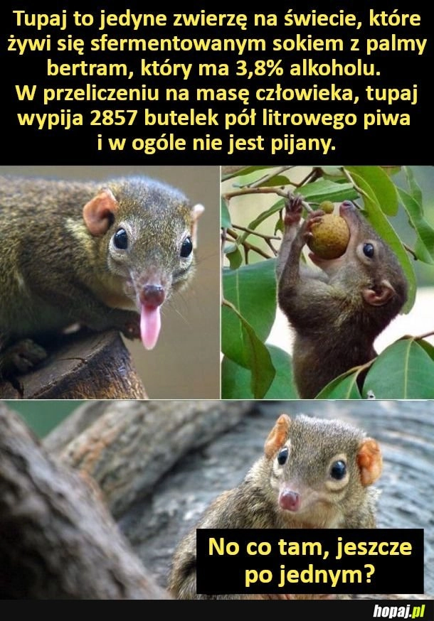 
    Tupaj