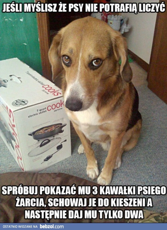 
    Mądry piesek