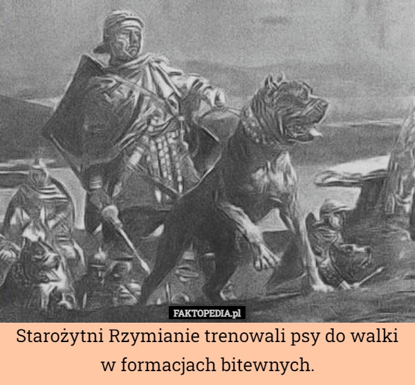 
    Starożytni Rzymianie trenowali psy do walki w formacjach bitewnych.