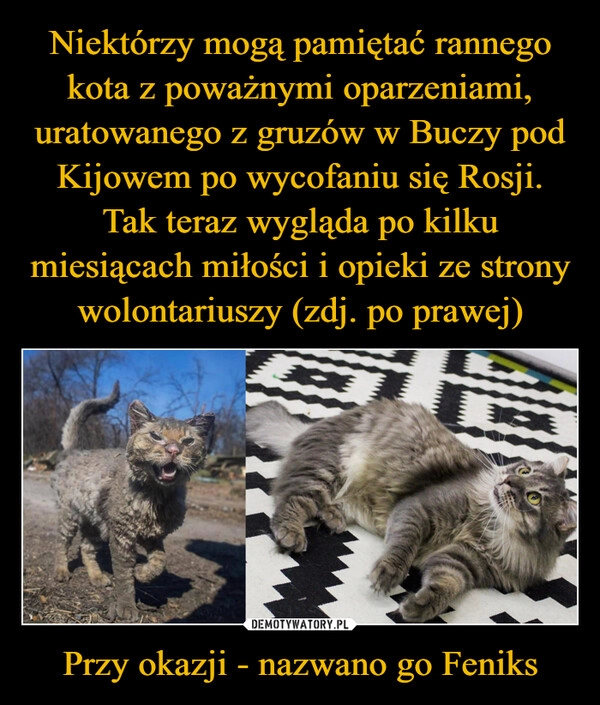 
    
Niektórzy mogą pamiętać rannego kota z poważnymi oparzeniami, uratowanego z gruzów w Buczy pod Kijowem po wycofaniu się Rosji. Tak teraz wygląda po kilku miesiącach miłości i opieki ze strony wolontariuszy (zdj. po prawej) Przy okazji - nazwano go Feniks 