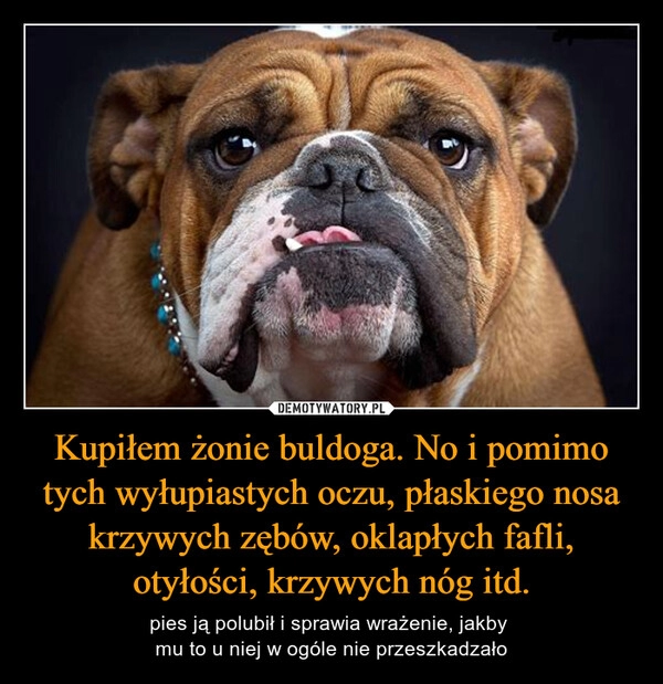 
    Kupiłem żonie buldoga. No i pomimo tych wyłupiastych oczu, płaskiego nosa krzywych zębów, oklapłych fafli, otyłości, krzywych nóg itd.