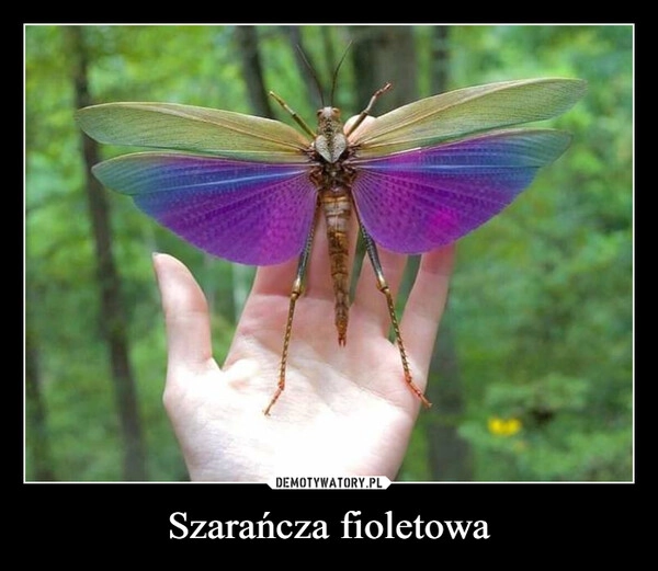 
    Szarańcza fioletowa