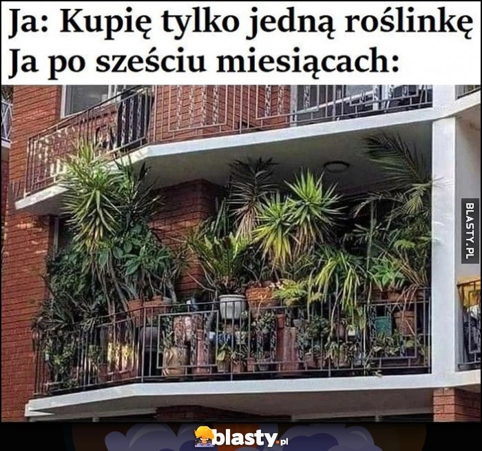 
    Ja: kupię tylko jedną roślinkę vs ja po sześciu miesiącach balkon cały w roślinach