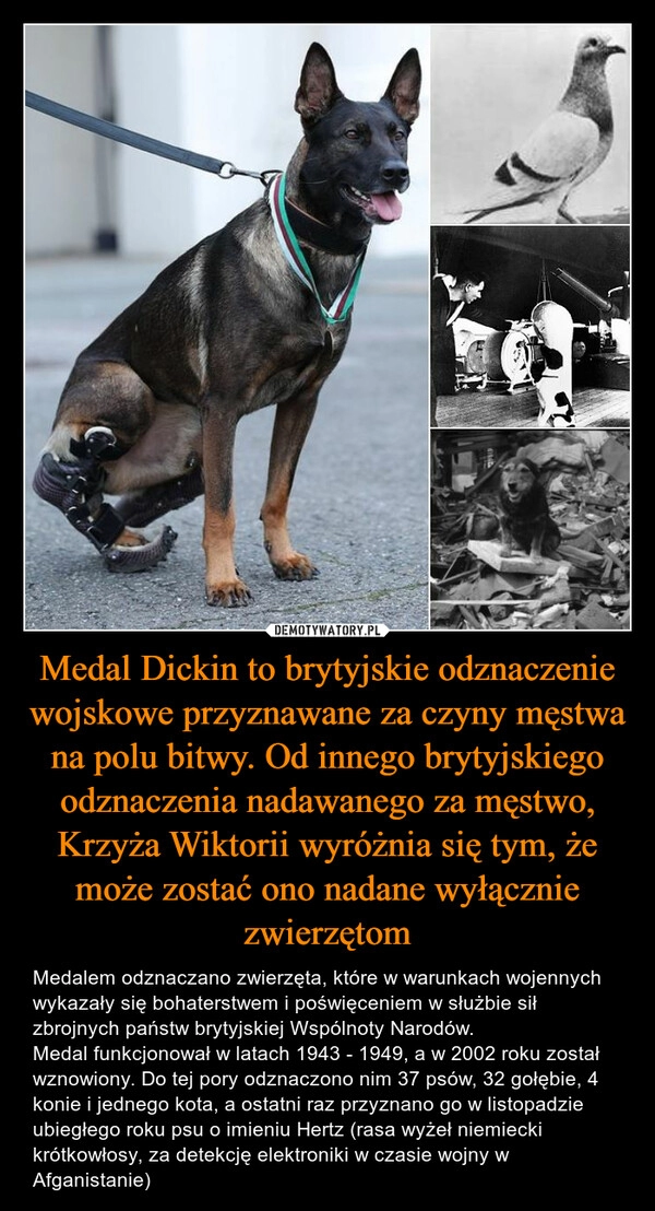 
    Medal Dickin to brytyjskie odznaczenie wojskowe przyznawane za czyny męstwa na polu bitwy. Od innego brytyjskiego odznaczenia nadawanego za męstwo, Krzyża Wiktorii wyróżnia się tym, że może zostać ono nadane wyłącznie zwierzętom