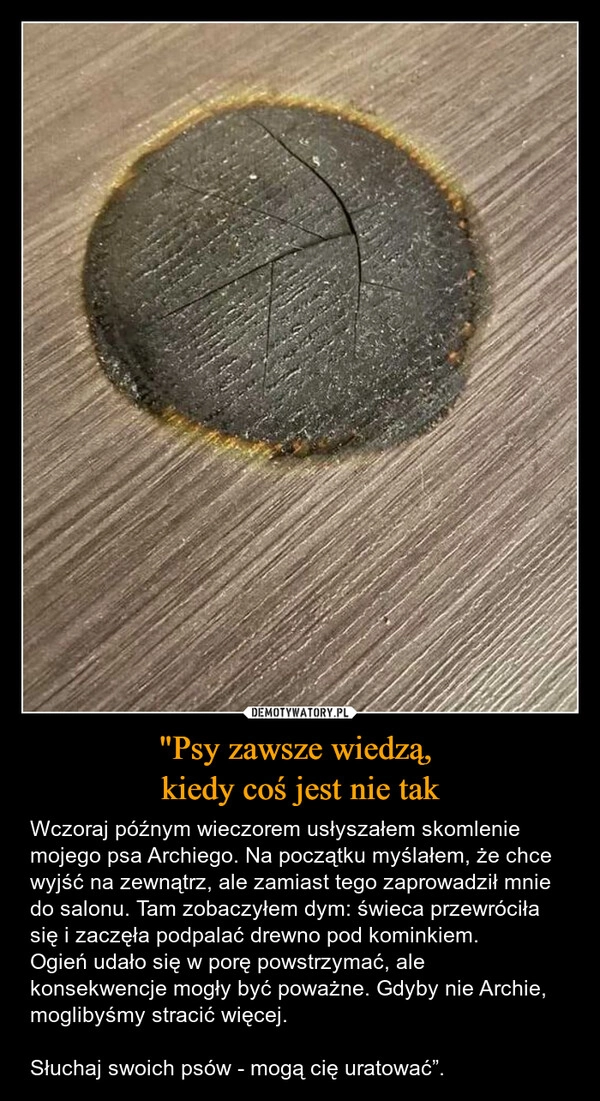 
    "Psy zawsze wiedzą, 
kiedy coś jest nie tak