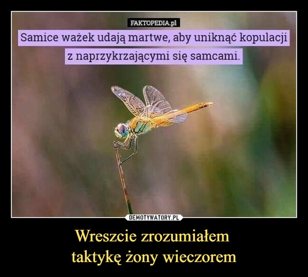 
    Wreszcie zrozumiałem 
taktykę żony wieczorem