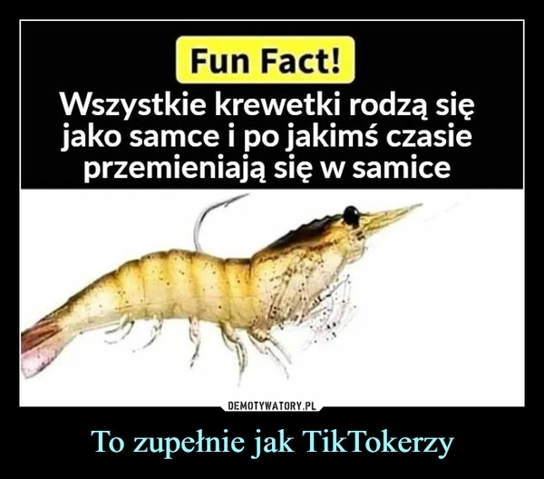 
    
To zupełnie jak TikTokerzy 