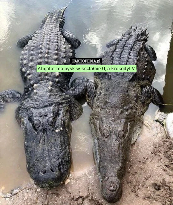 
    Aligator ma pysk w kształcie U, a krokodyl V.