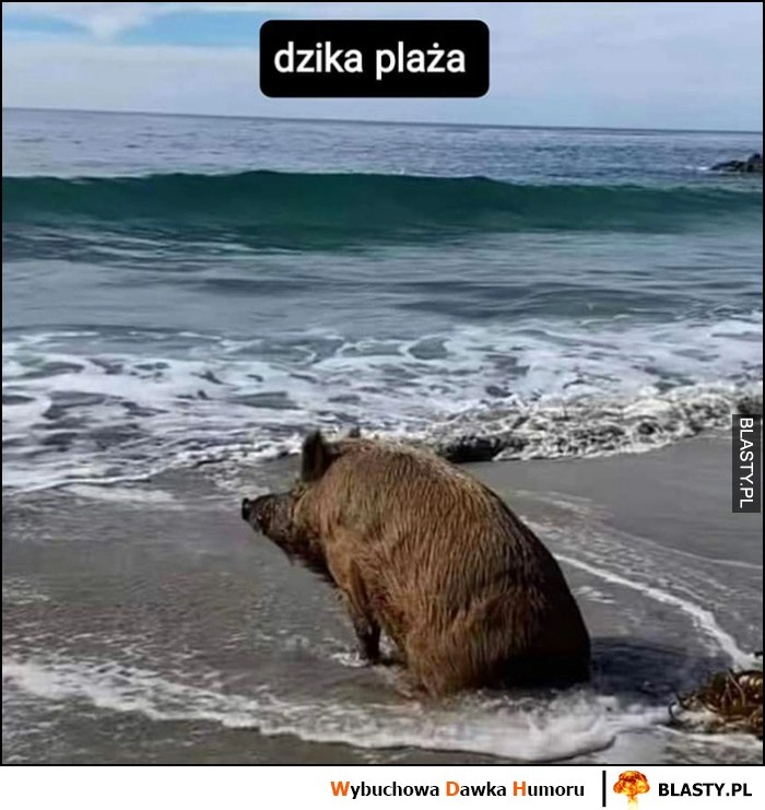 
    Dzika plaża dosłownie dzik siedzi na plaży