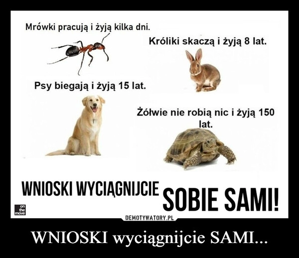 
    WNIOSKI wyciągnijcie SAMI...