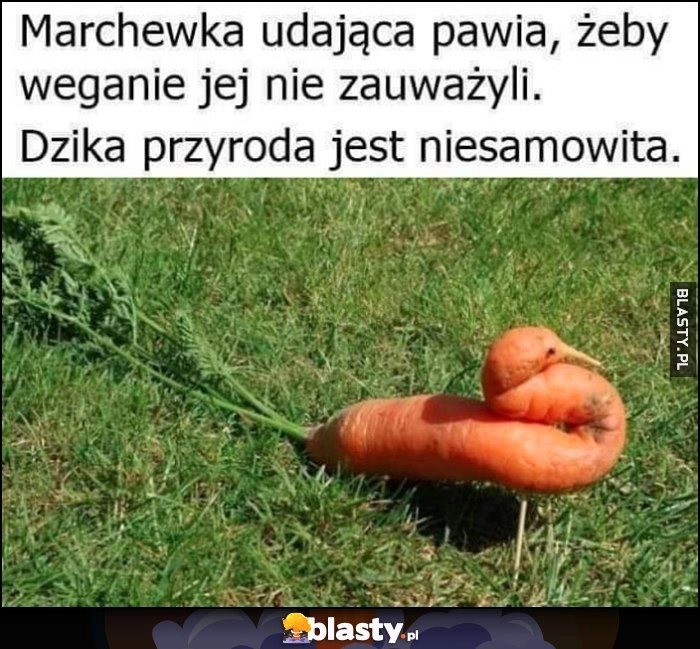 
    Marchewka udająca pawia, żeby weganie jej nie zauważyli, dzika przyroda jest niesamowita