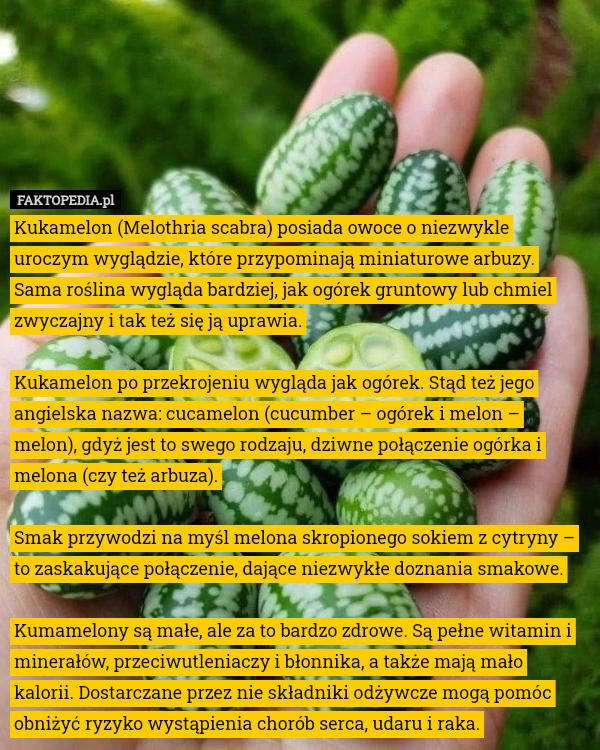 
    Kukamelon (Melothria scabra) posiada owoce o niezwykle uroczym wyglądzie,