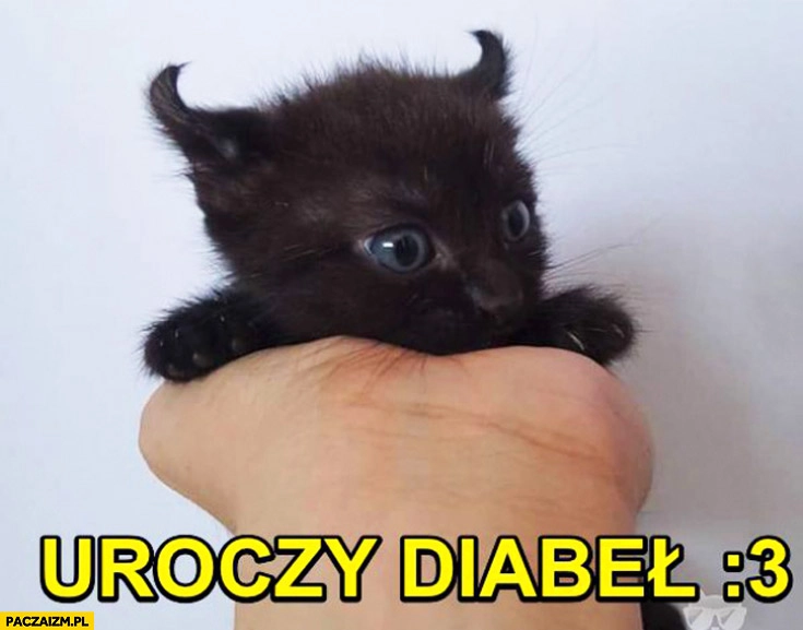 
    Uroczy diabeł kotek