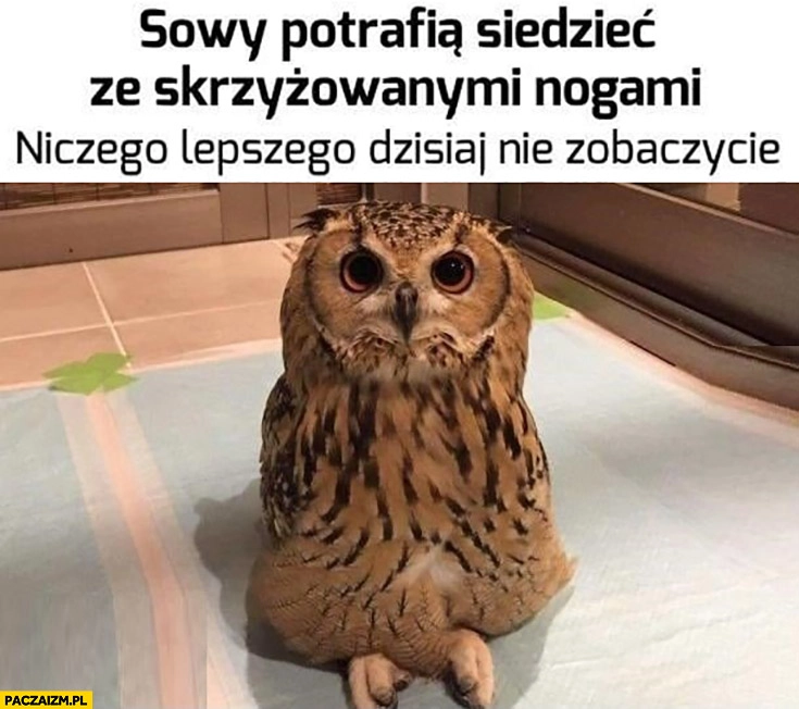 
    Sowy potrafią siedzieć ze skrzyżowanymi nogami, niczego lepszego dzisiaj nie zobaczycie