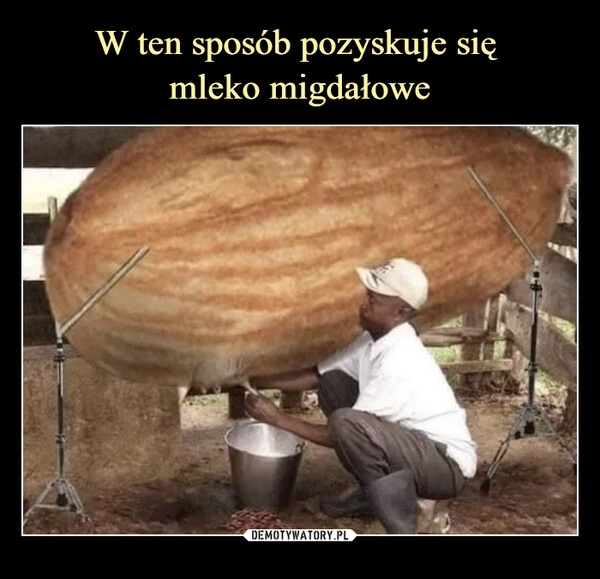 
    W ten sposób pozyskuje się 
mleko migdałowe