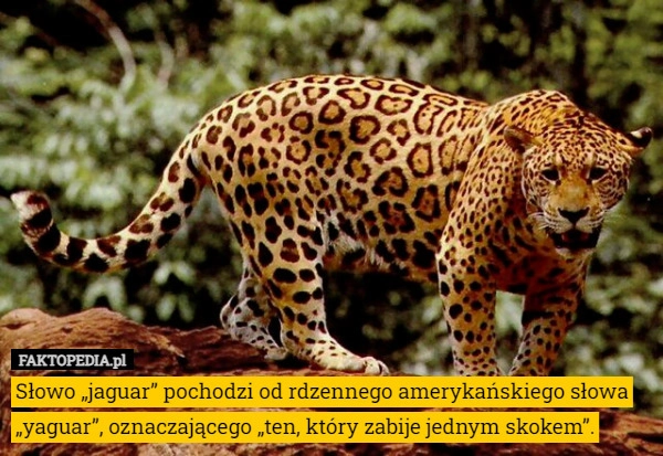 
    Słowo „jaguar” pochodzi od rdzennego amerykańskiego słowa „yaguar”, oznaczającego