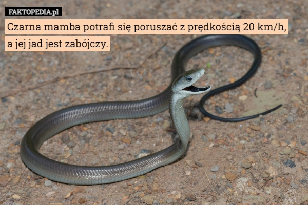 
    Czarna mamba potrafi się poruszać z prędkością 20 km/h,
a jej jad jest zabójczy.