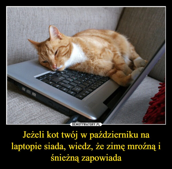 
    Jeżeli kot twój w październiku na laptopie siada, wiedz, że zimę mroźną i śnieżną zapowiada