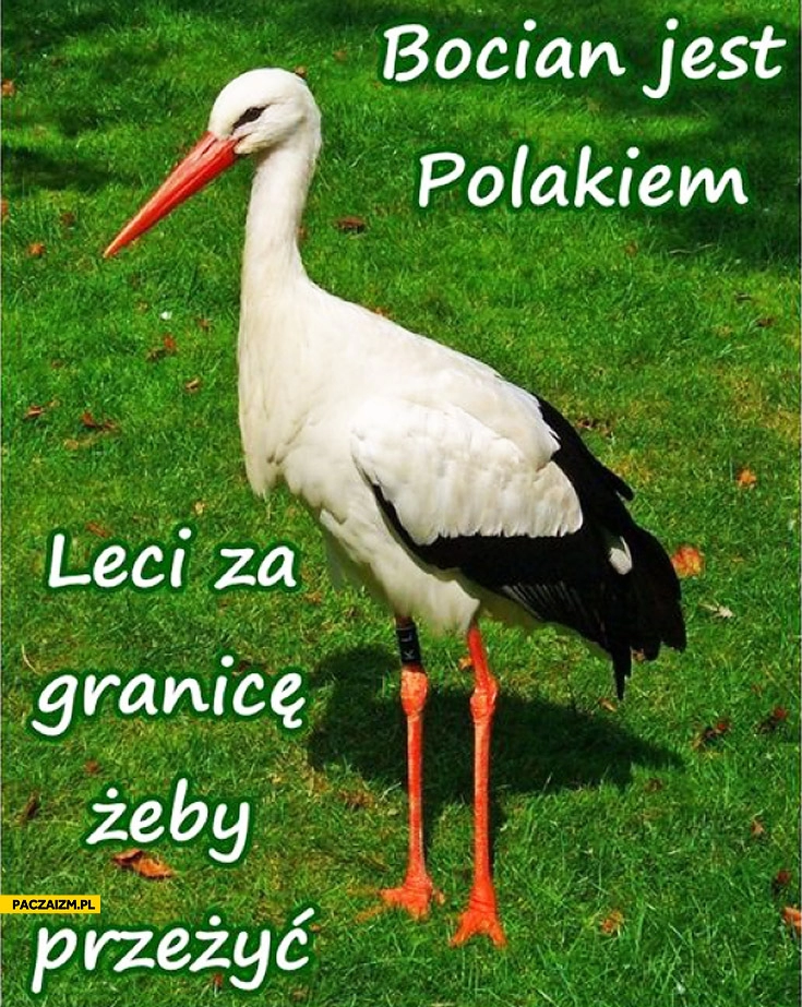 
    Bocian jest polakiem leci za granicę żeby przeżyć