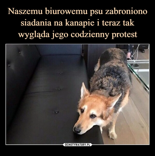 
    Naszemu biurowemu psu zabroniono siadania na kanapie i teraz tak wygląda jego codzienny protest