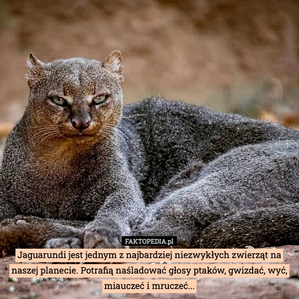 
    Jaguarundi jest jednym z najbardziej niezwykłych zwierząt na naszej planecie.