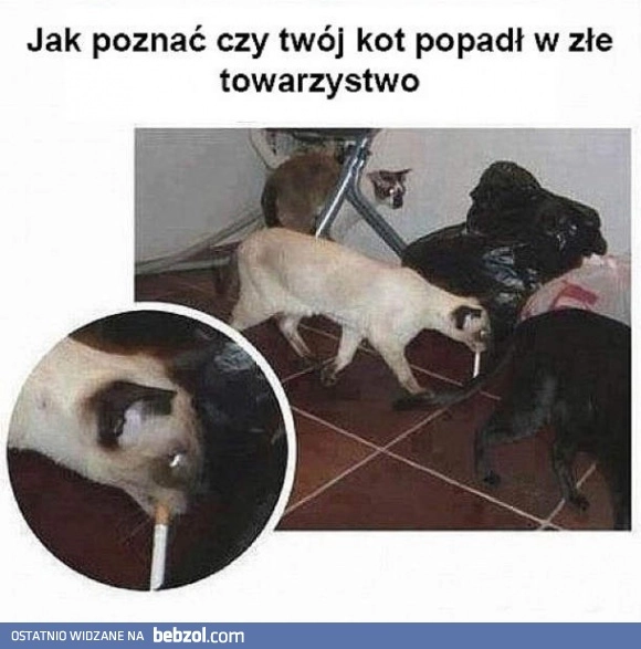 
    Kot popadł w złe towarzystwo