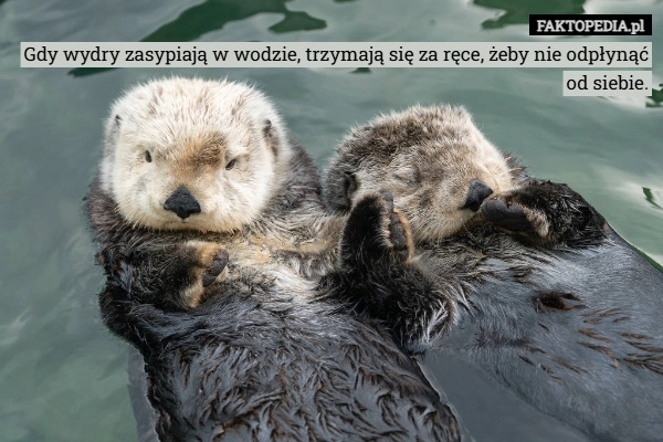 
    Gdy wydry zasypiają w wodzie, trzymają się za ręce, żeby nie odpłynąć od