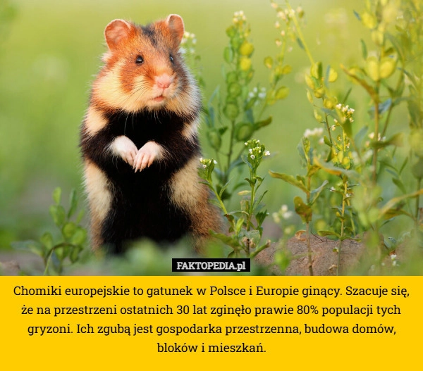 
    Chomiki europejskie to gatunek w Polsce i Europie ginący. Szacuje się, że