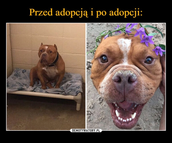 
    Przed adopcją i po adopcji: