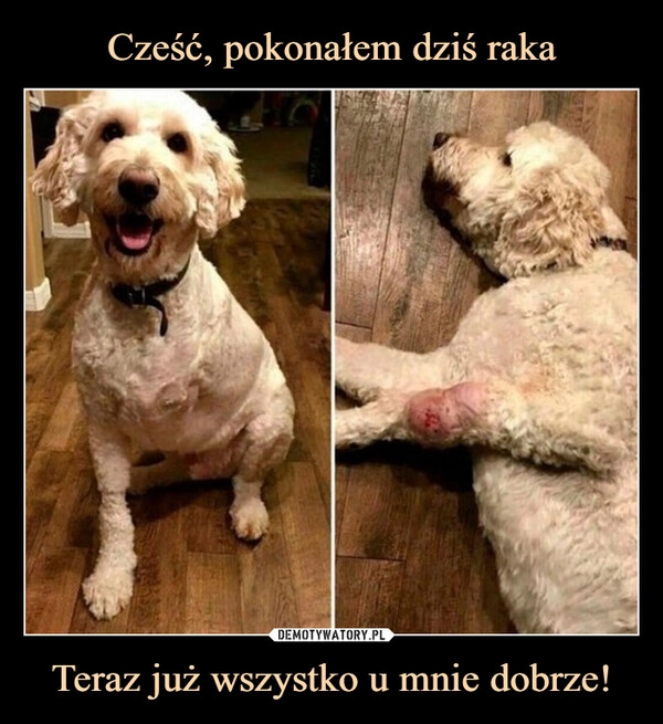 
    Cześć, pokonałem dziś raka Teraz już wszystko u mnie dobrze!
