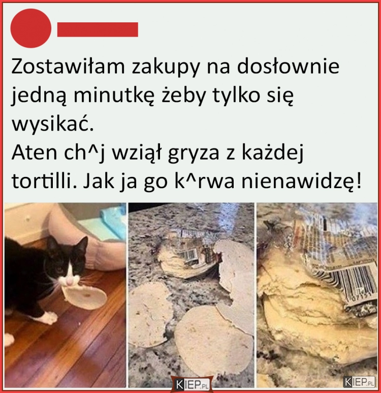 
    Kiedy posiadając kota wracasz do domu z zakupami