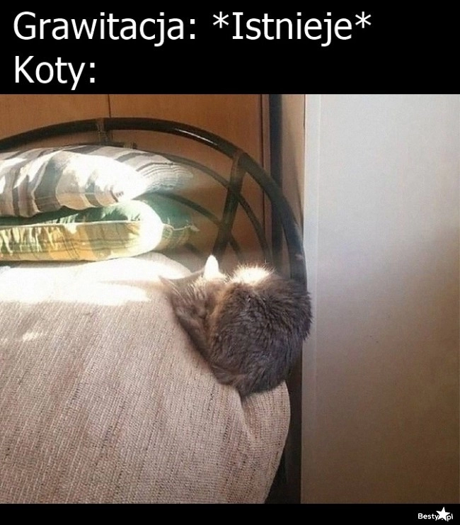 
    Koty 