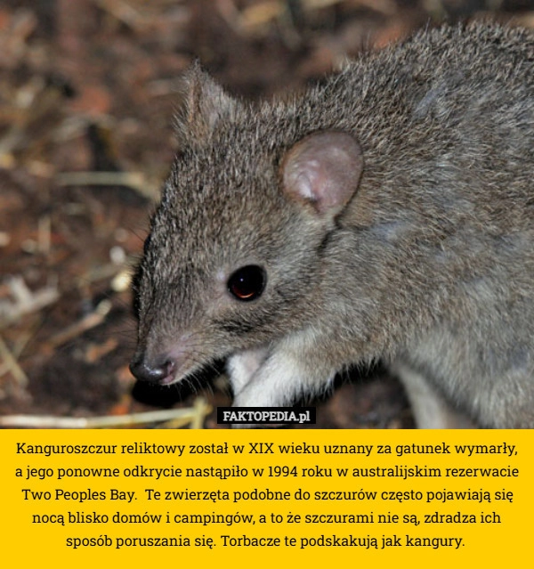 
    Kanguroszczur reliktowy został w XIX wieku uznany za gatunek wymarły, a