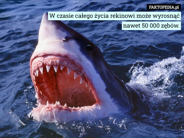 
    W czasie całego życia rekinowi może wyrosnąć
nawet 50 000 zębów.