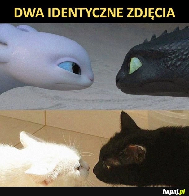 
    Identyczne zdjęcia