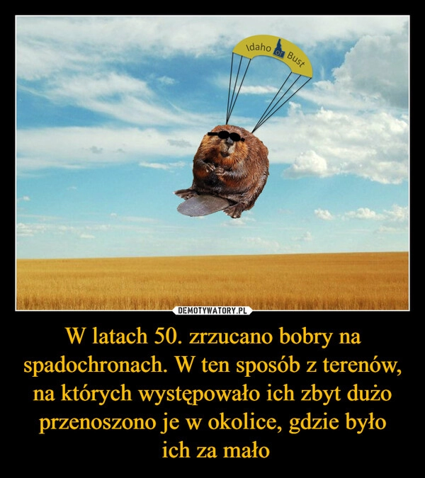 
    W latach 50. zrzucano bobry na spadochronach. W ten sposób z terenów, na których występowało ich zbyt dużo przenoszono je w okolice, gdzie było
 ich za mało