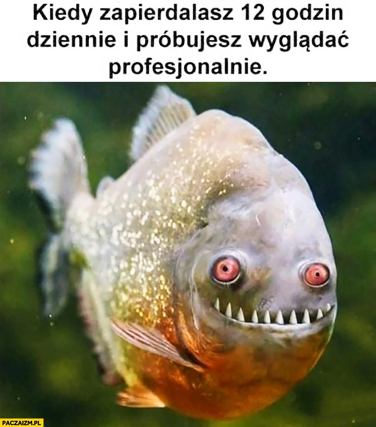 
    Kiedy zapierdzielasz 12 godzin dziennie i próbujesz wyglądać profesjonalnie