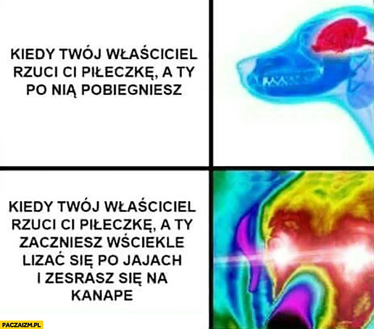 
    Kiedy Twój właściciel rzuci Ci piłkę a Ty po nią pobiegniesz vs kiedy zaczniesz wściekle lizać się po jajach i narobisz na kanapę pies