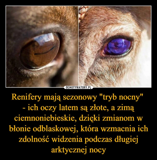 
    Renifery mają sezonowy "tryb nocny" 
- ich oczy latem są złote, a zimą ciemnoniebieskie, dzięki zmianom w błonie odblaskowej, która wzmacnia ich zdolność widzenia podczas długiej arktycznej nocy