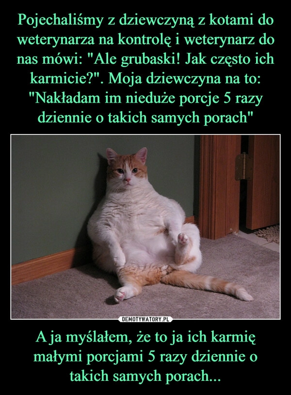 
    Pojechaliśmy z dziewczyną z kotami do weterynarza na kontrolę i weterynarz do nas mówi: "Ale grubaski! Jak często ich karmicie?". Moja dziewczyna na to: "Nakładam im nieduże porcje 5 razy dziennie o takich samych porach" A ja myślałem, że to ja ich karmię małymi porcjami 5 razy dziennie o takich samych porach...