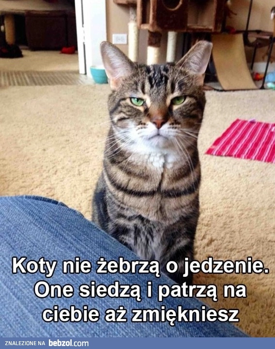 Koty nie żebrzą